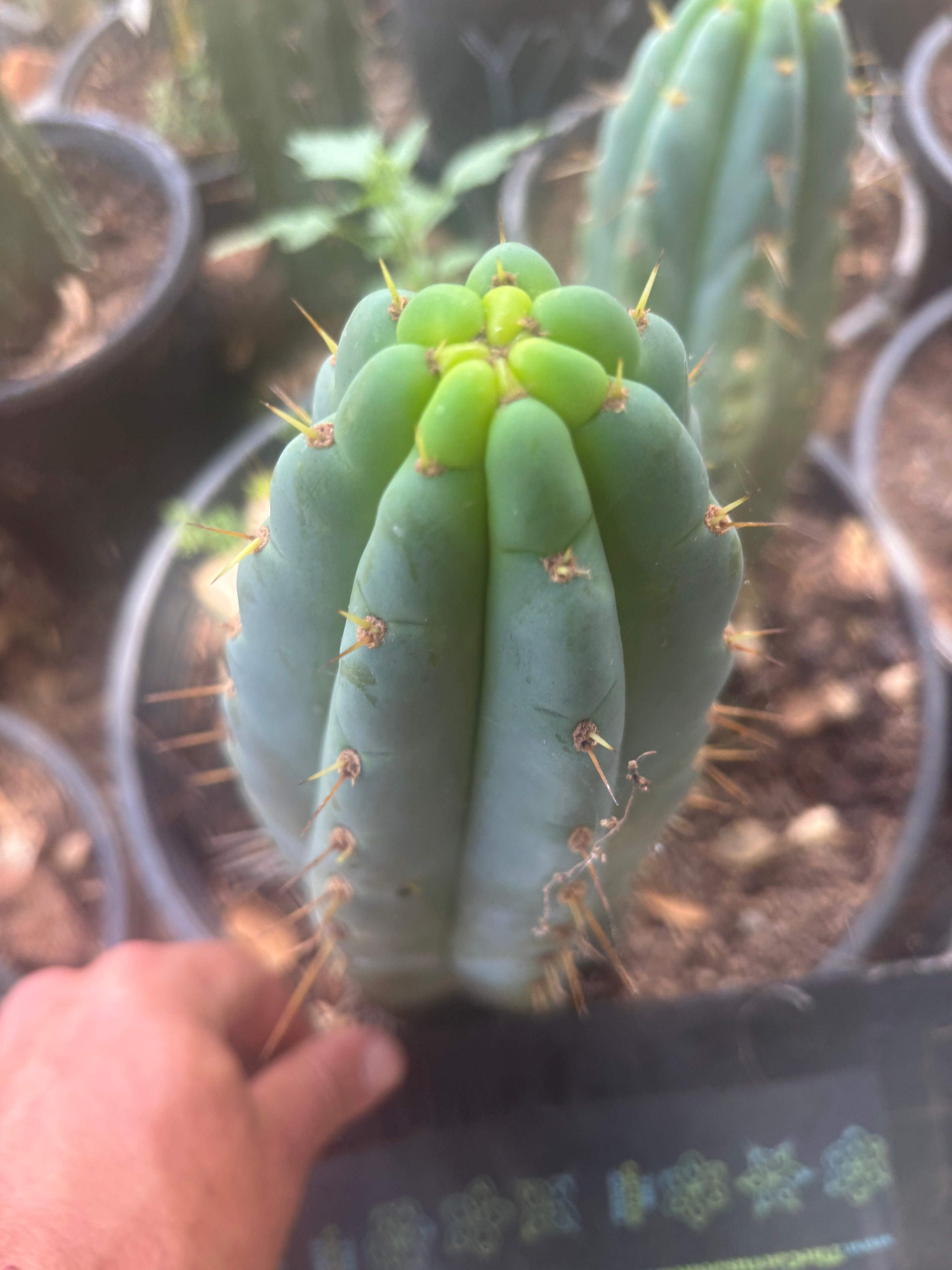 💎🌶️🌶️ NOM — 8.5” Tip