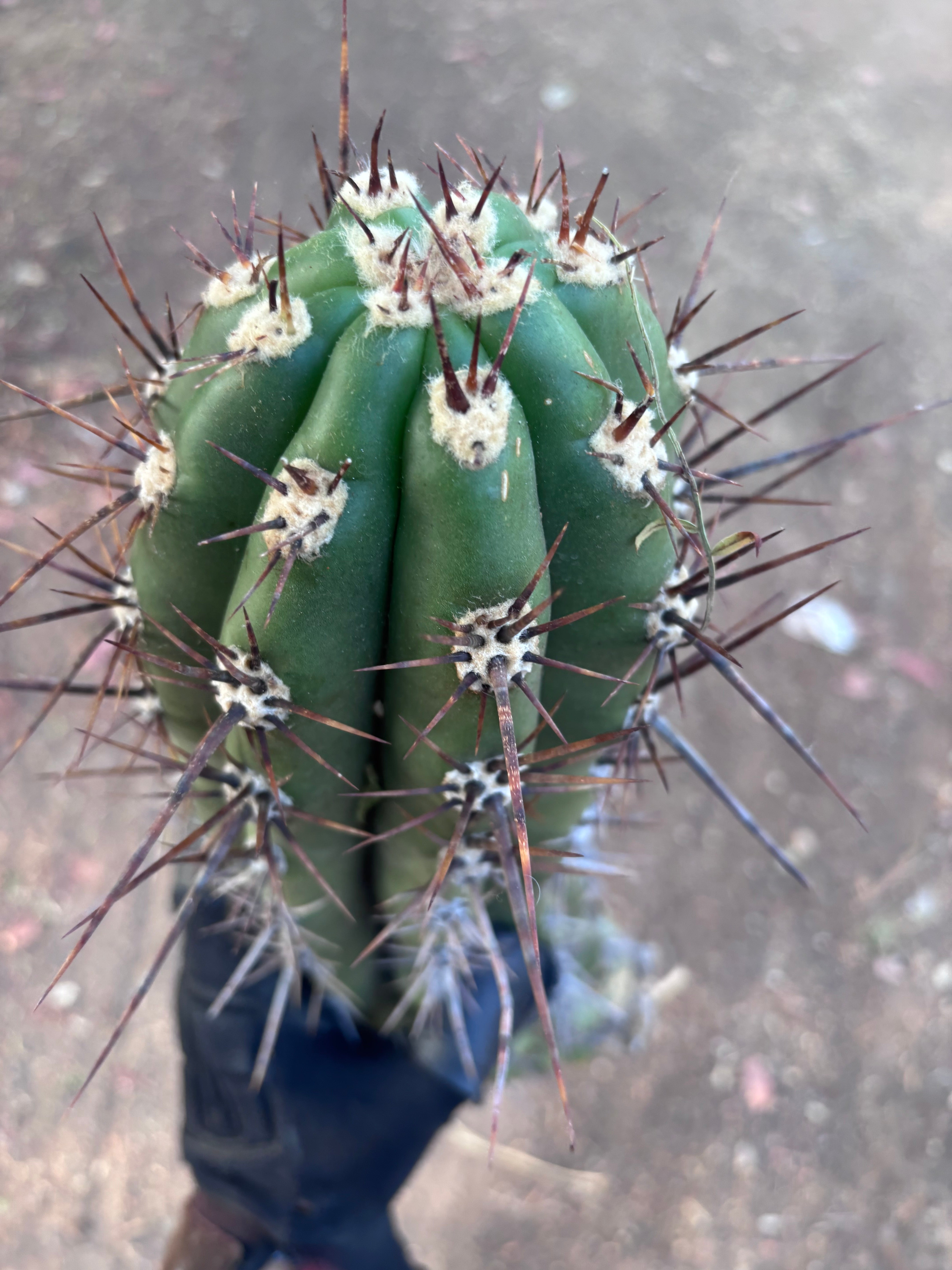 💎 Taquimbalensis — XL 17” Pup