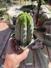 👑🌶️ Hammer — Rooted / Whole