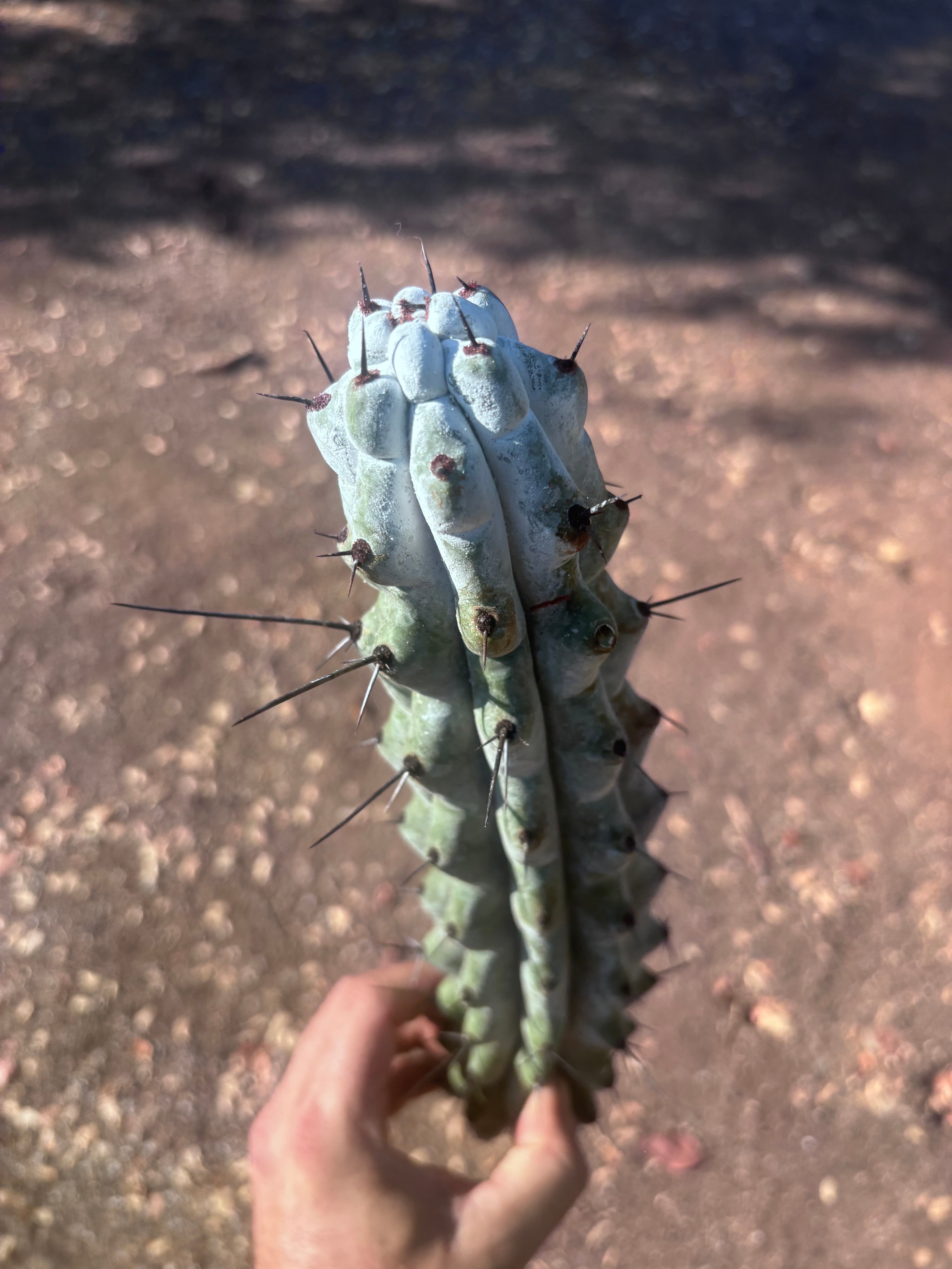 Stenocereus Beneckei — 14” Tip