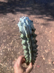 Stenocereus Beneckei — 14” Tip