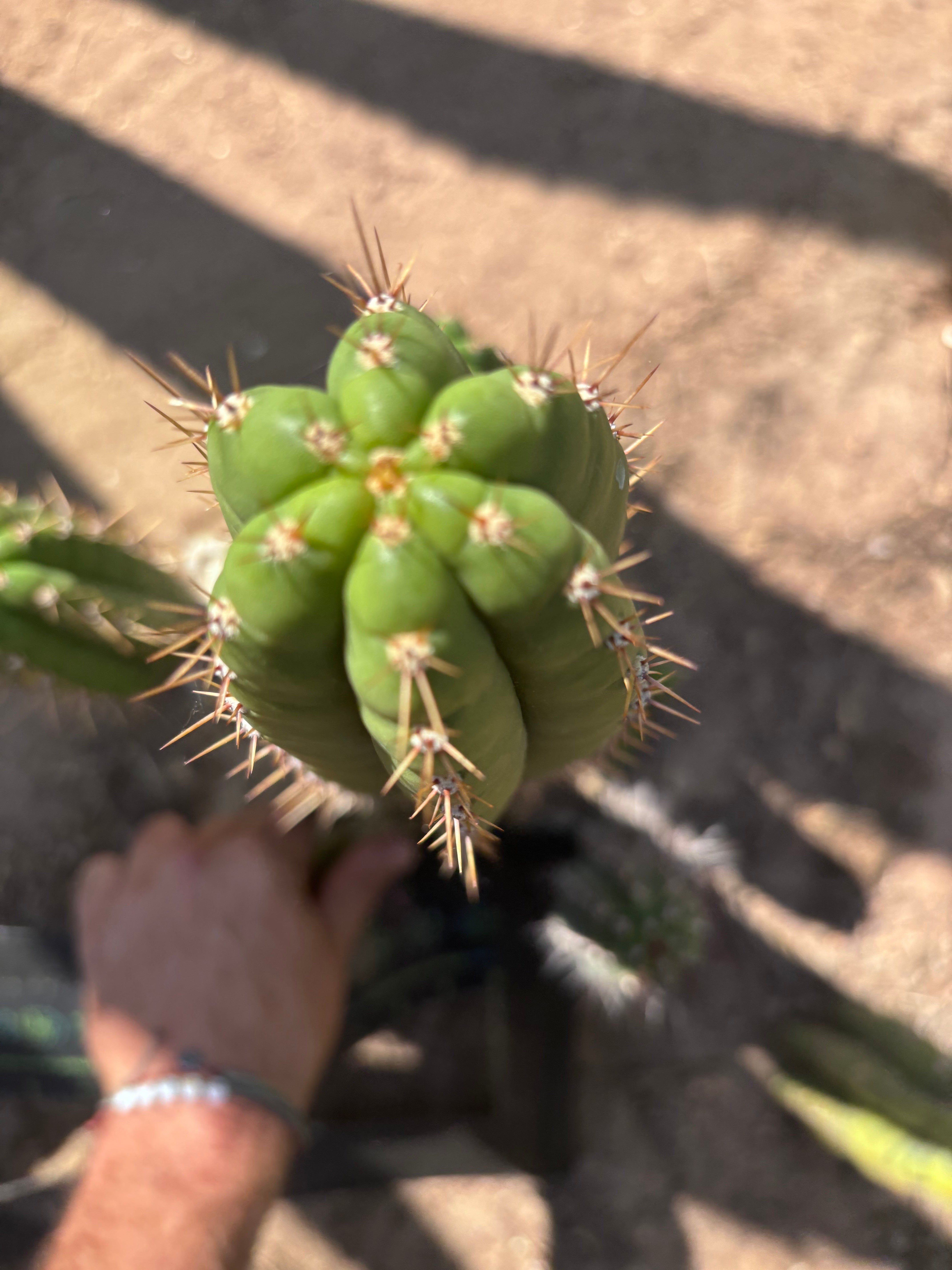 👑🌶️ Torres & Torres — 14” Tip