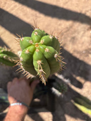 👑🌶️ Torres & Torres — 14” Tip