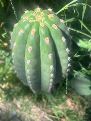 💎👑💎 SASS — Massive 13” Melon