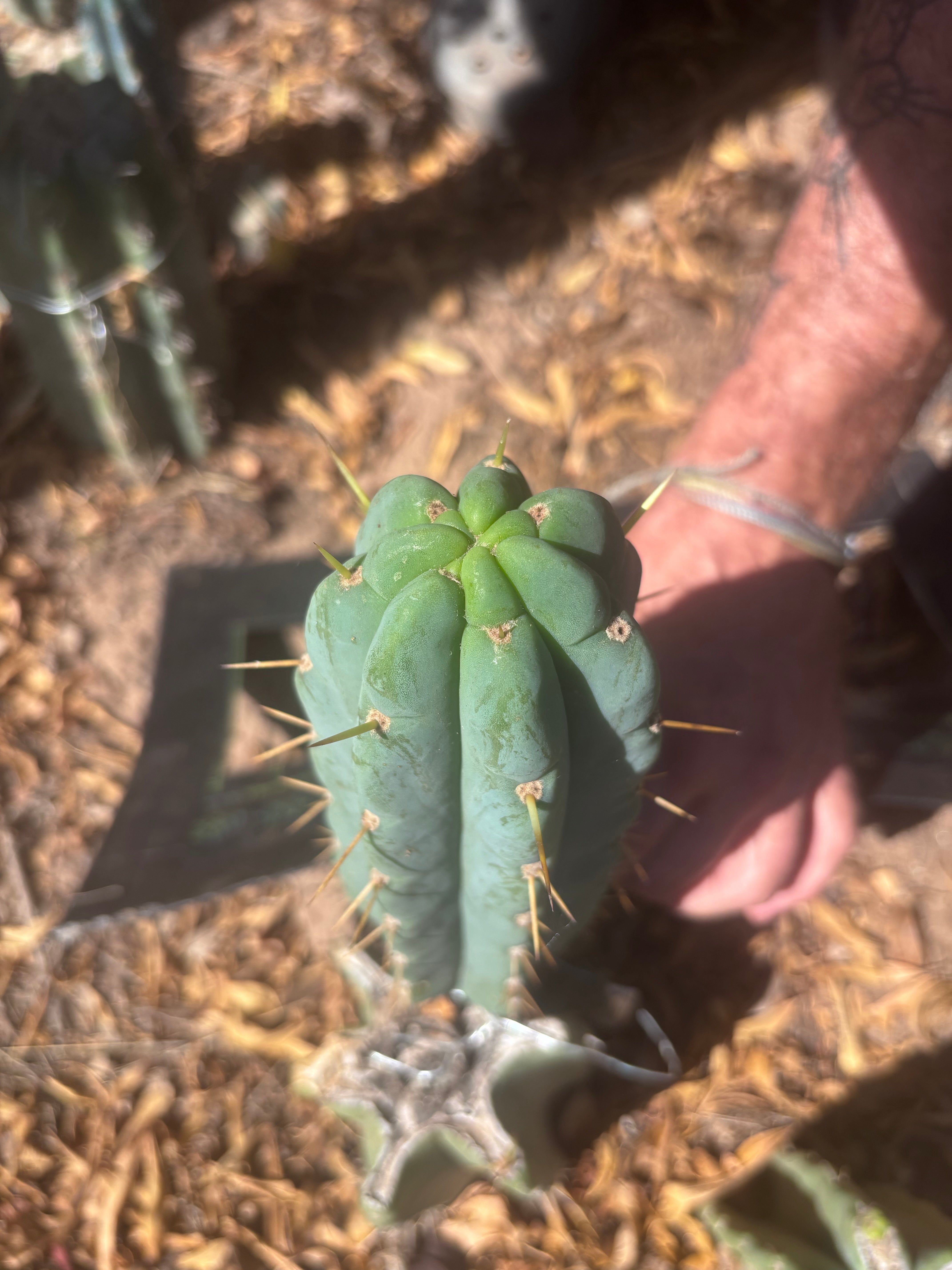 💎👑💎 Amazonas — 9” Pup