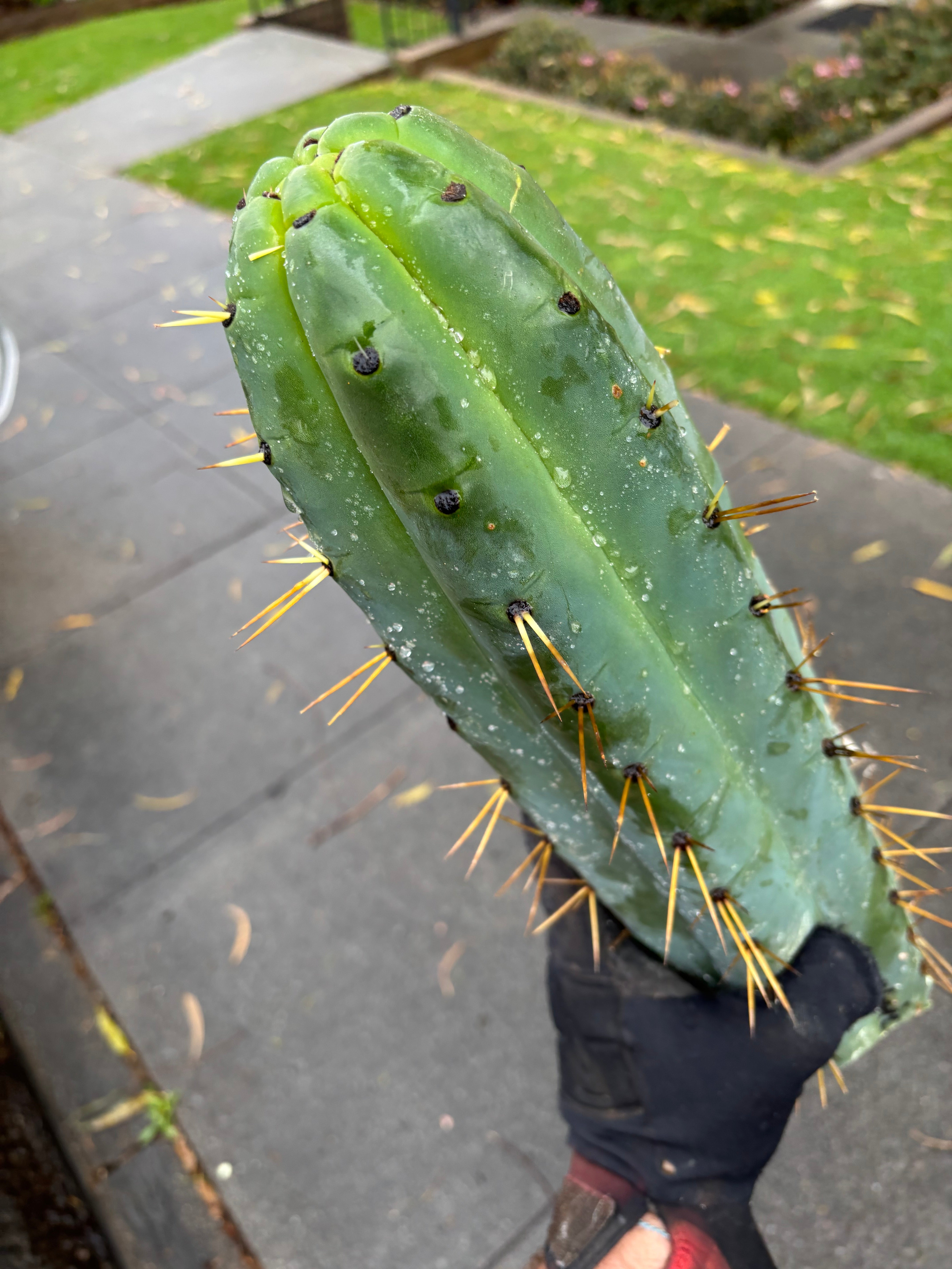 💎🌶️ SS02 x Yowie  — Massive 11” Tip