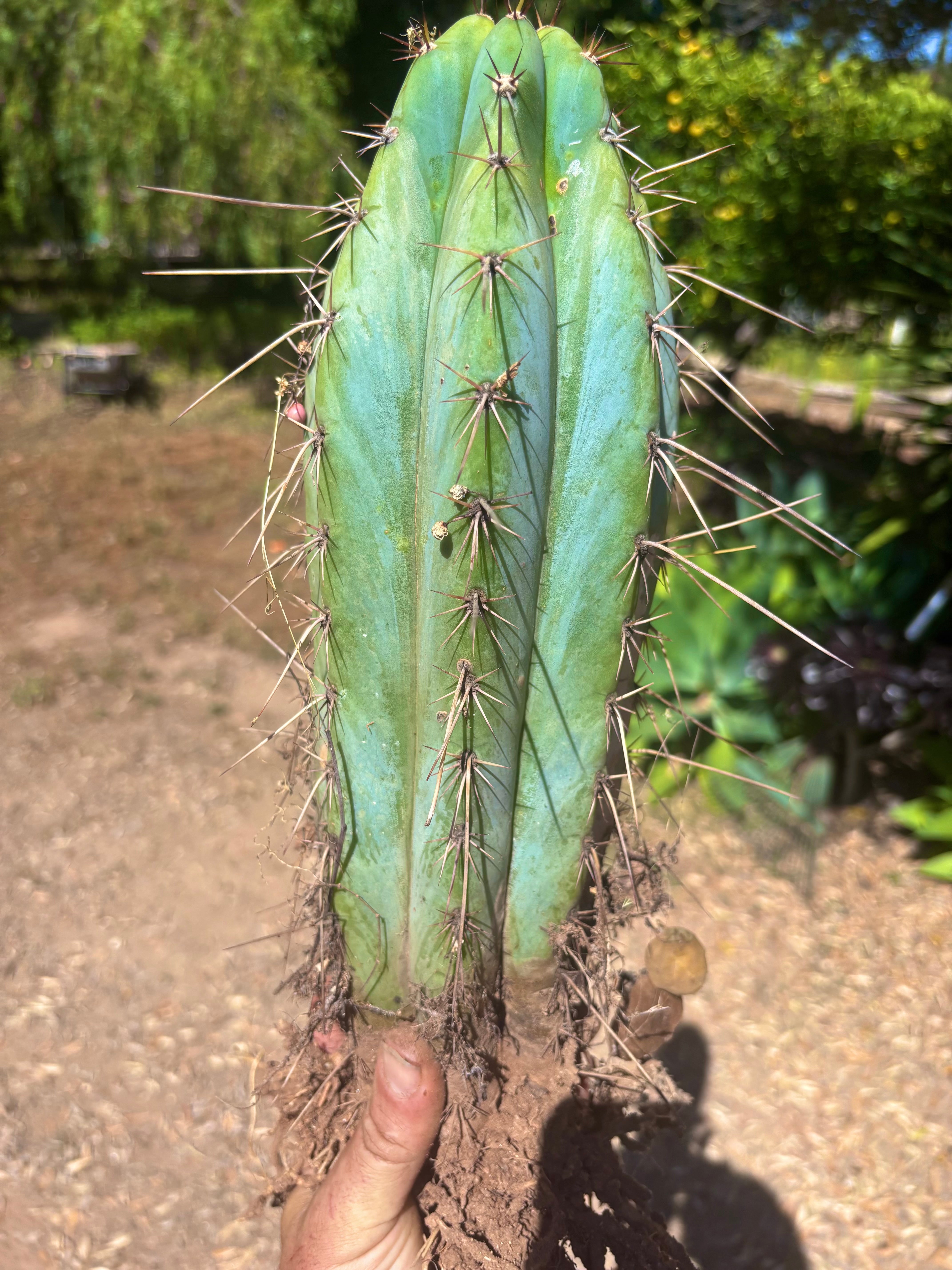 💎👑🌶️ RS0004  — 14” Rooted Chonker