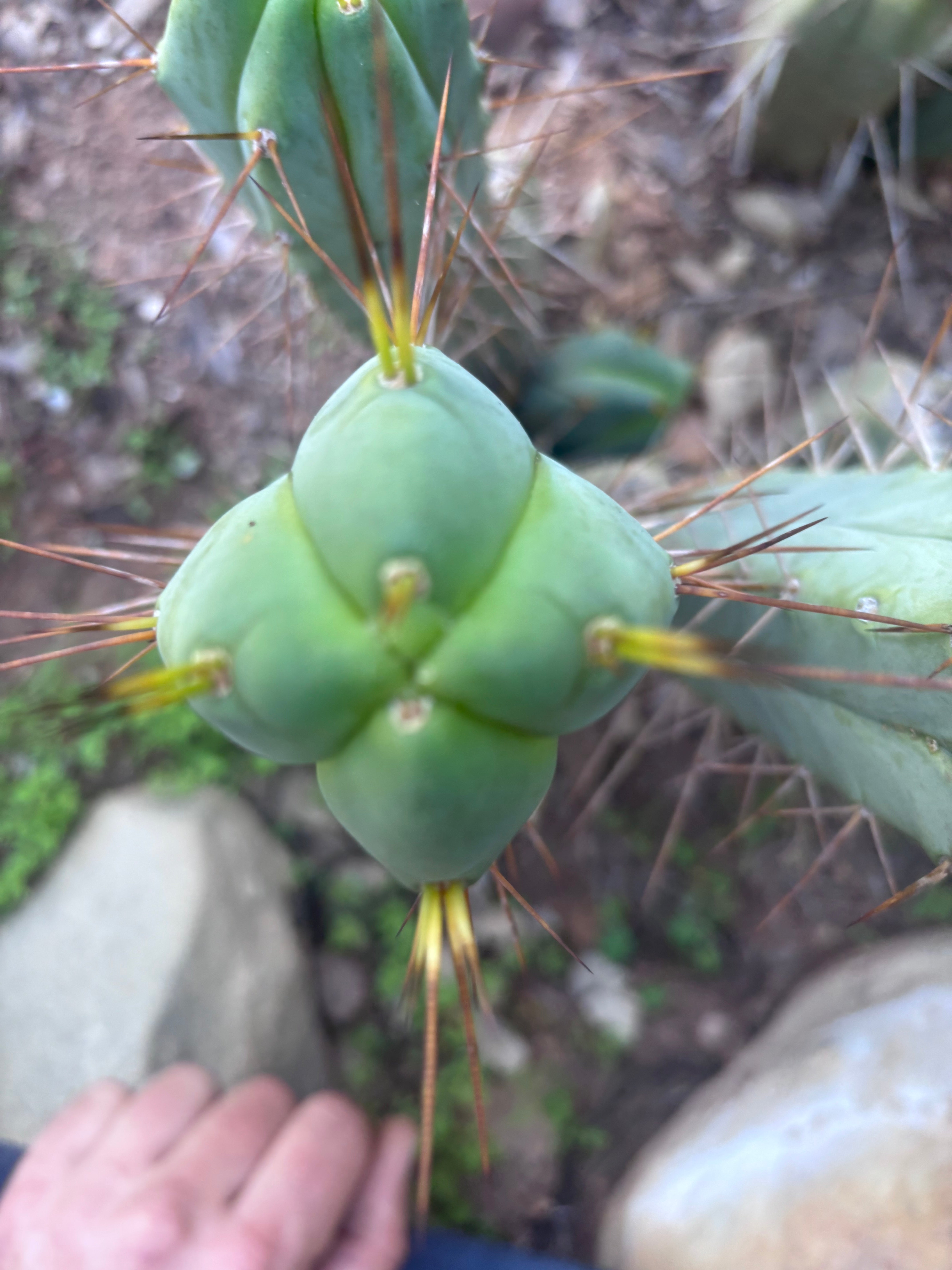 👑💎🌶️ Shulgin — 13” Fourwang Pup