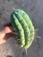 🌶️🌶️⚠️ E.R. — 8” Grenade