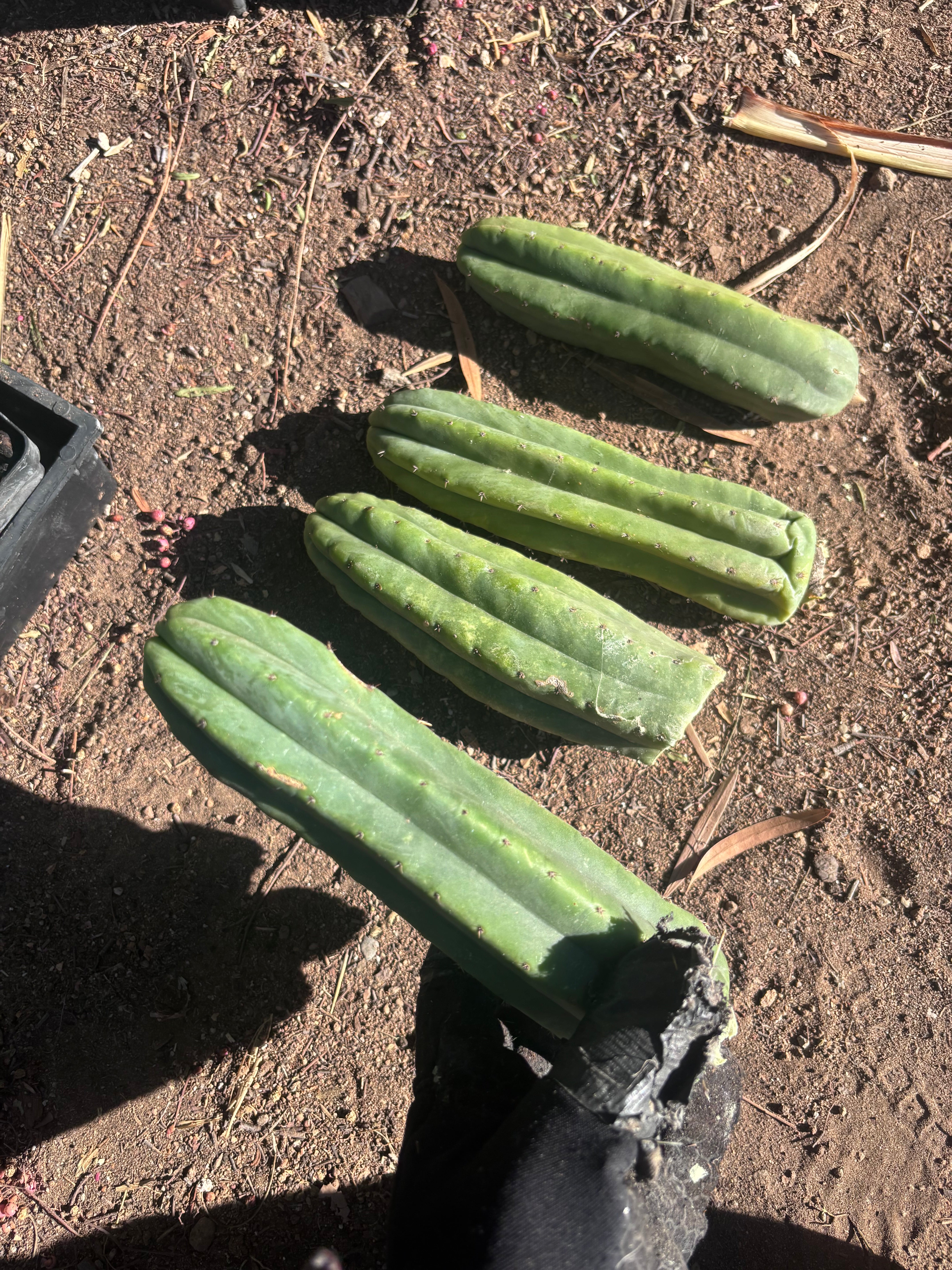 👑🌶️🌶️ Ogun — 9” Tips