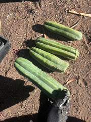 👑🌶️🌶️ Ogun — 9” Tips