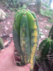 💎 Vari Pachanoi — 7.5” Tip