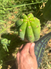👑🌶️🌶️ KR04 — 7” Tip