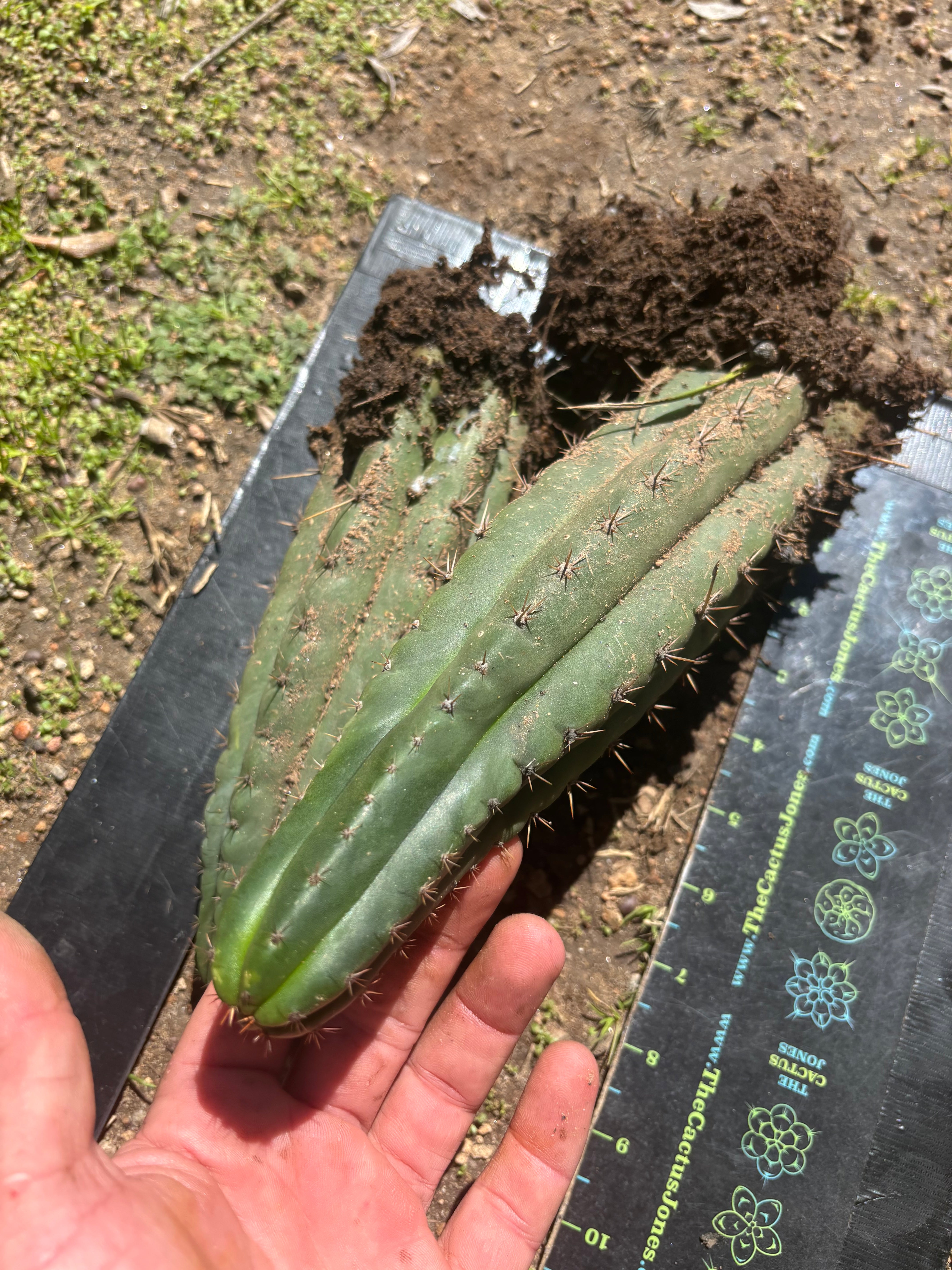 👑🌶️ Ayacucho  — Two Rooted for One Price (11” and 10”)