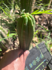 👑🌶️🌶️ KR04 — 8” Tip