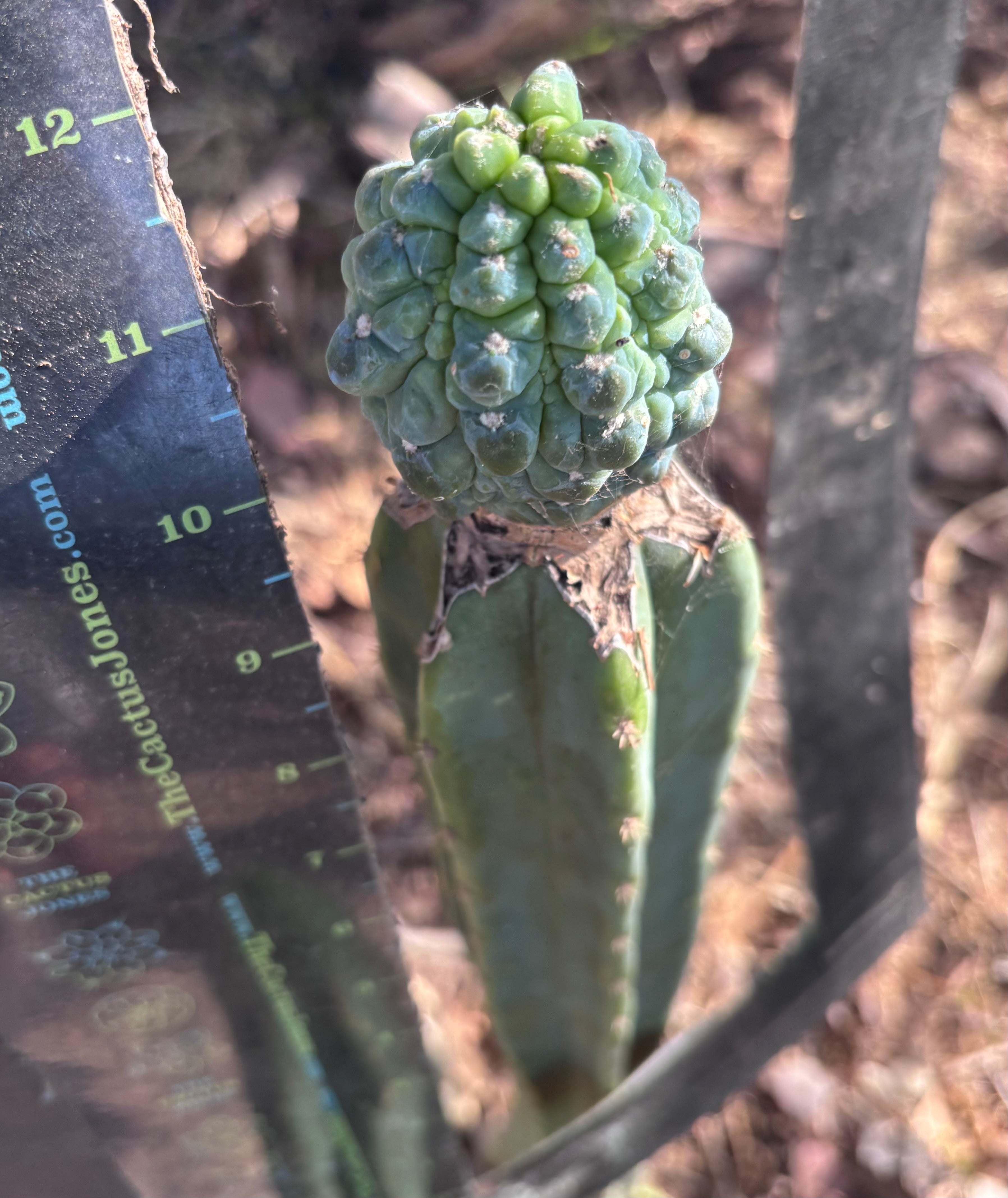 👑💎 Aaaand Again … Another Glorp Graft