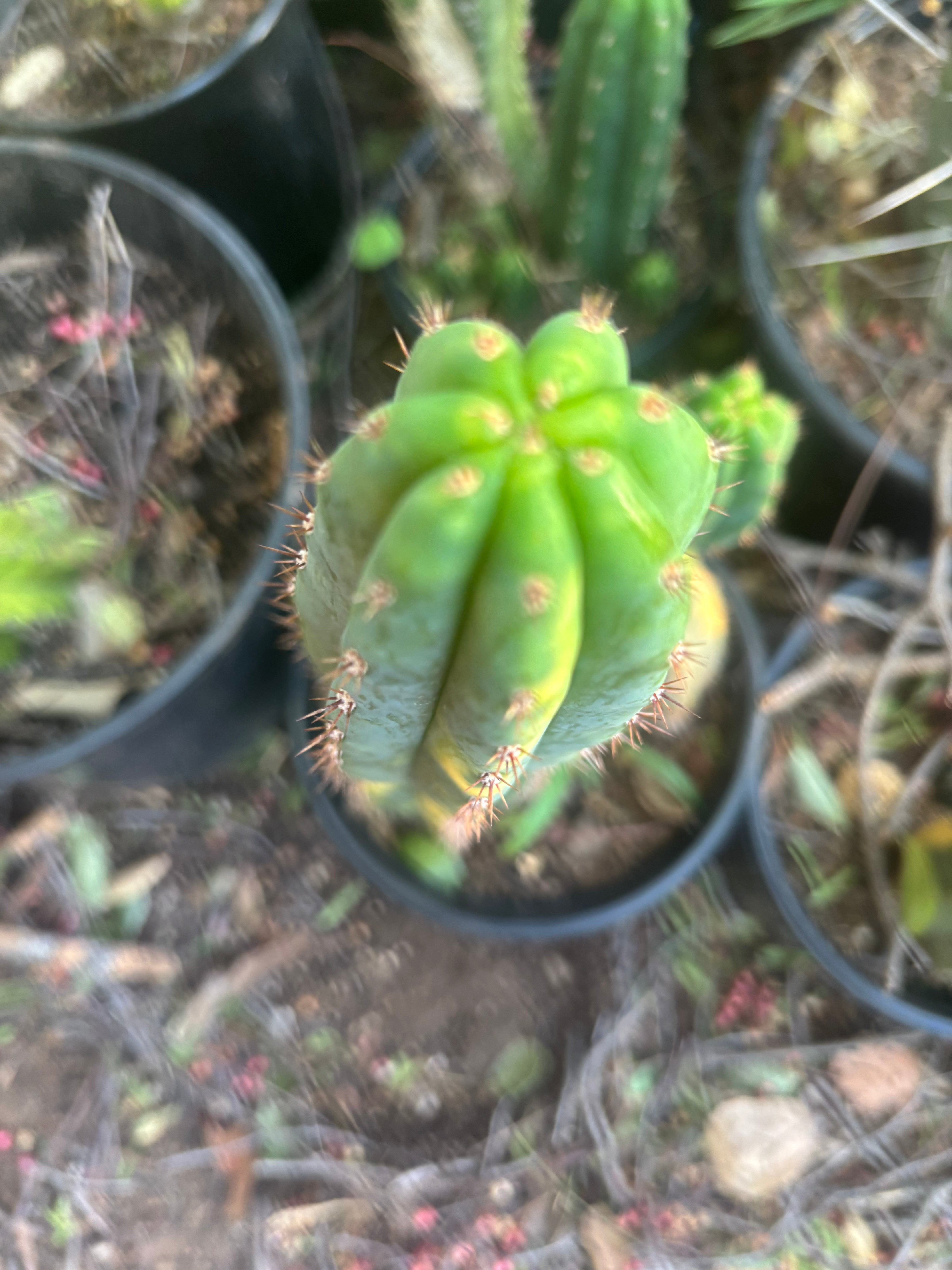 🔰 Vari Pachanoi — 8.5” Tip