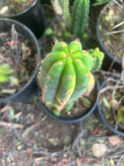 🔰 Vari Pachanoi — 8.5” Tip