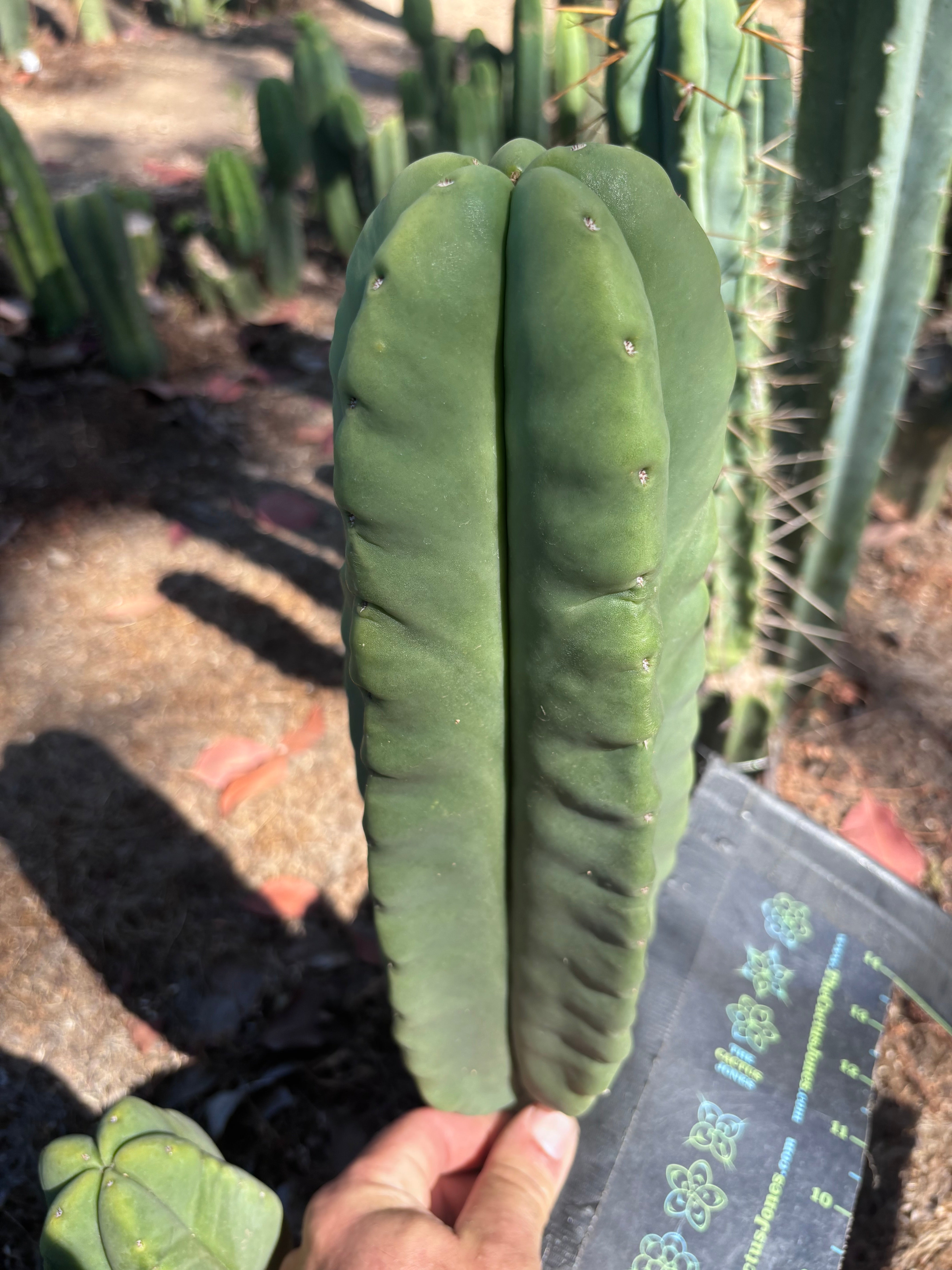 👑🌶️ Zulk — XL FAT 12” Pup