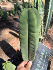 👑🌶️ Zulk — XL FAT 12” Pup