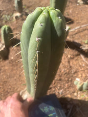 👑🌶️ Yowie — XL 13” Pup