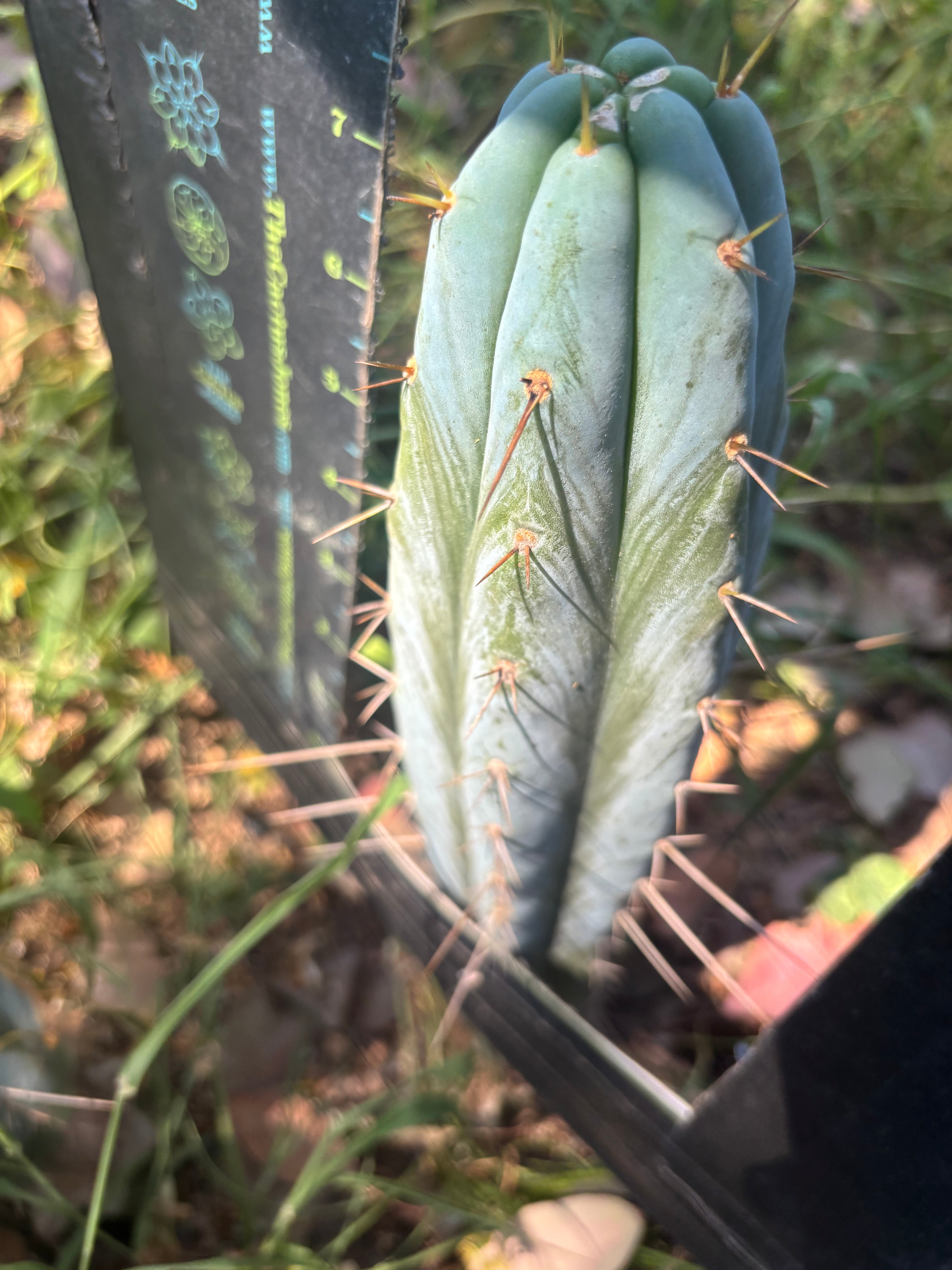 👑🌶️ Bluejones  — 8” Tip