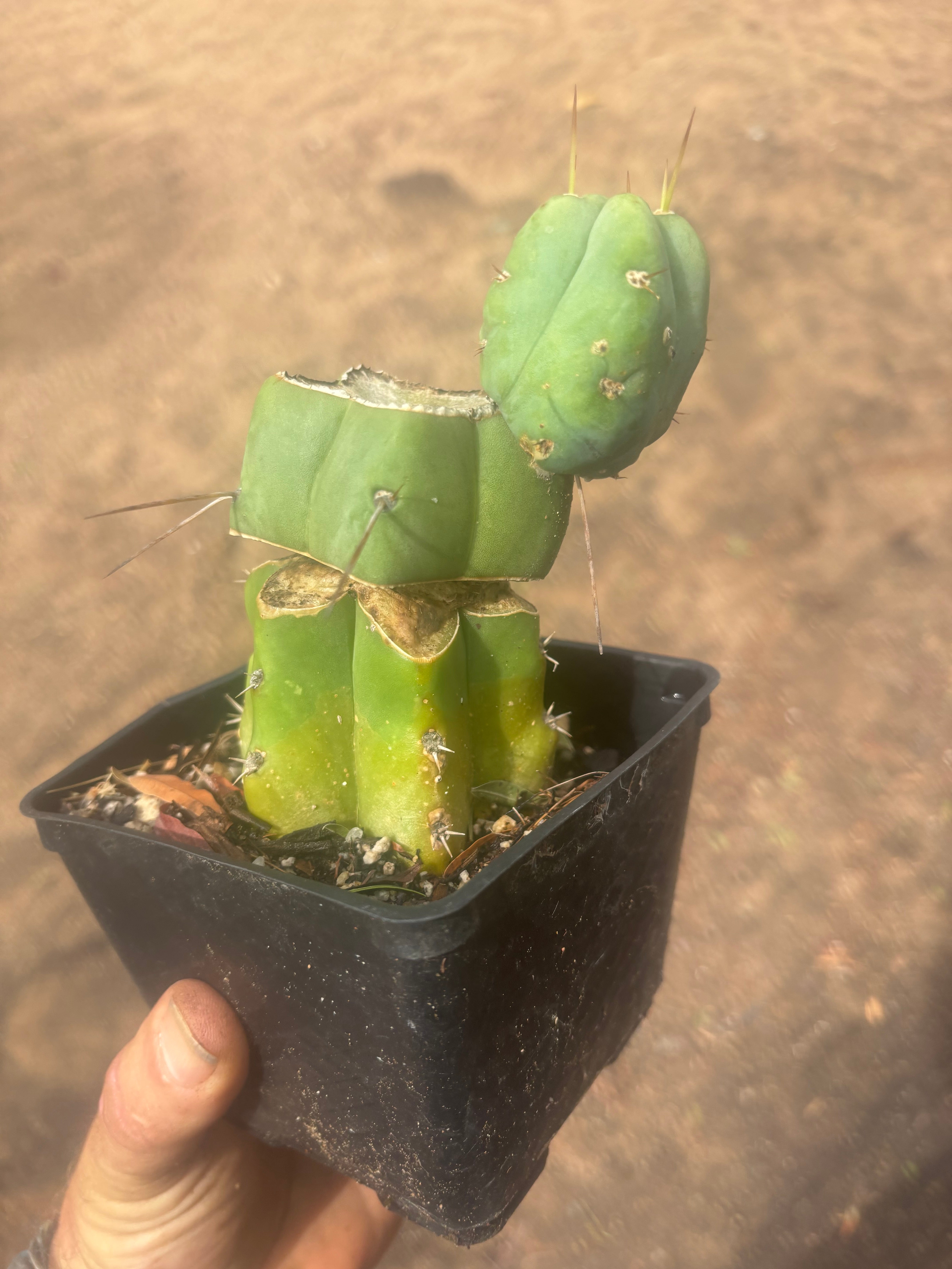💎👑🌶️ Platform 9 3/4  — Established Puck Graft w/ Pup on Rooted PC