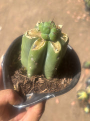 💎🌶️🌶️ NOM — Pup Graft on Rooted Pierre