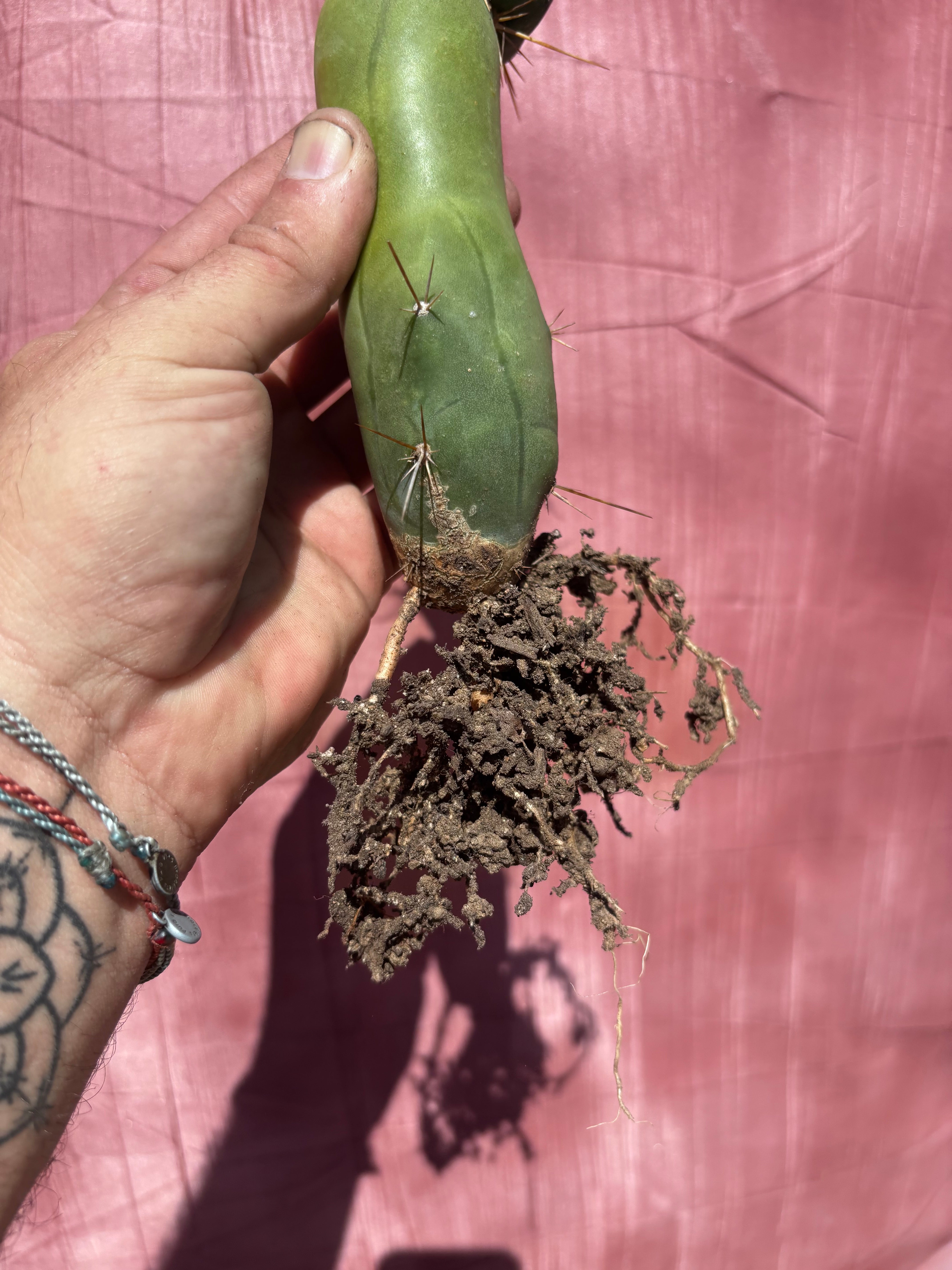 💎👑🌶️ TBQM  — Switch Specimen (Rooted)
