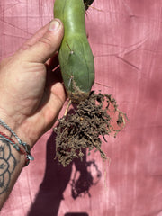 💎👑🌶️ TBQM  — Switch Specimen (Rooted)