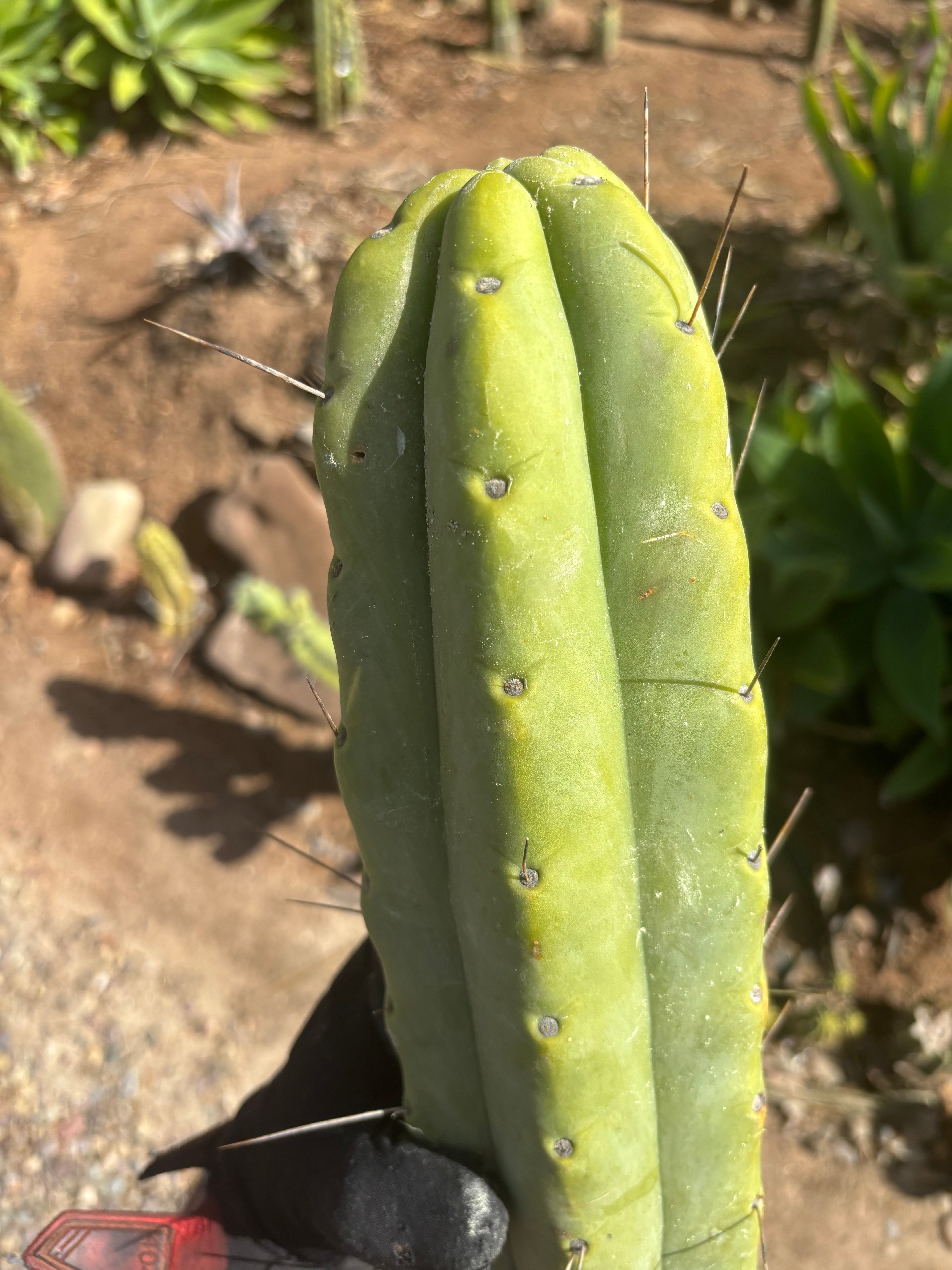 👑💎🌶️🌶️ Eileen — Max Girth 12” Tips