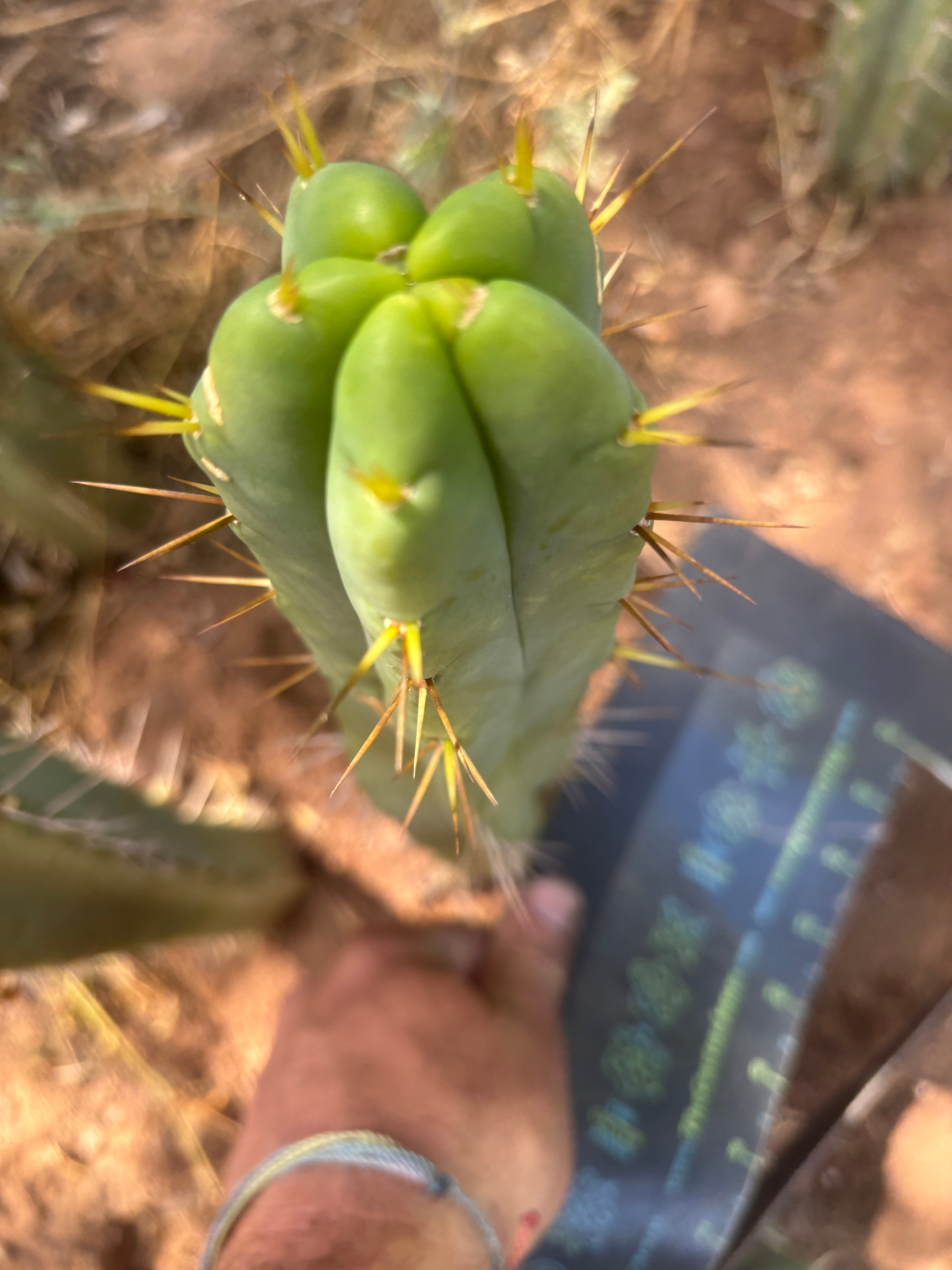 👑🌶️🌶️ SS02  — 11” Tip