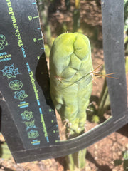 💎👑 Bruce’s Dragon — Chonky 8” Tip