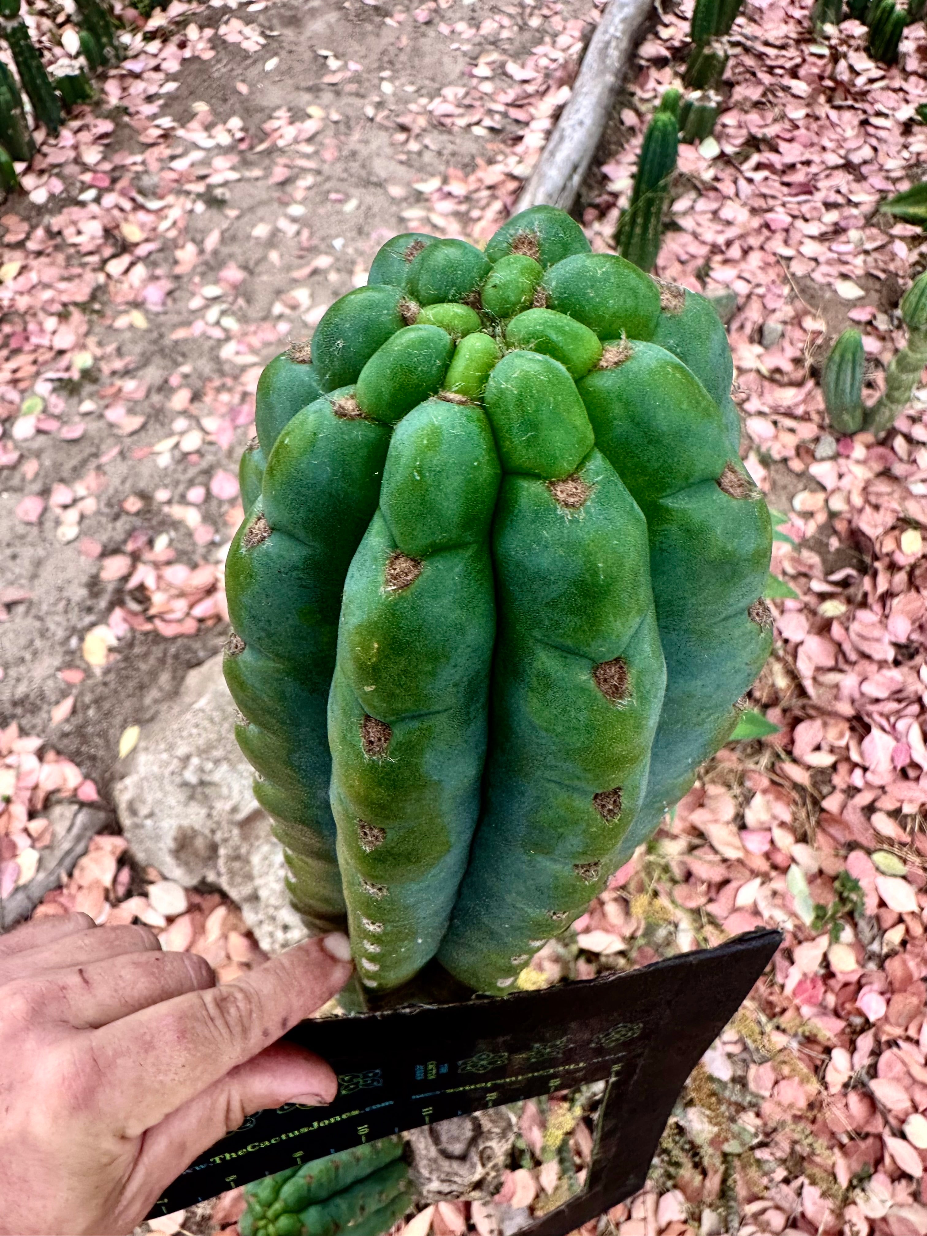 💎👑🌶️ Ichoca — 10” BEAST Tip