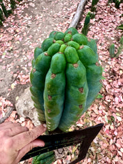 💎👑🌶️ Ichoca — 10” BEAST Tip