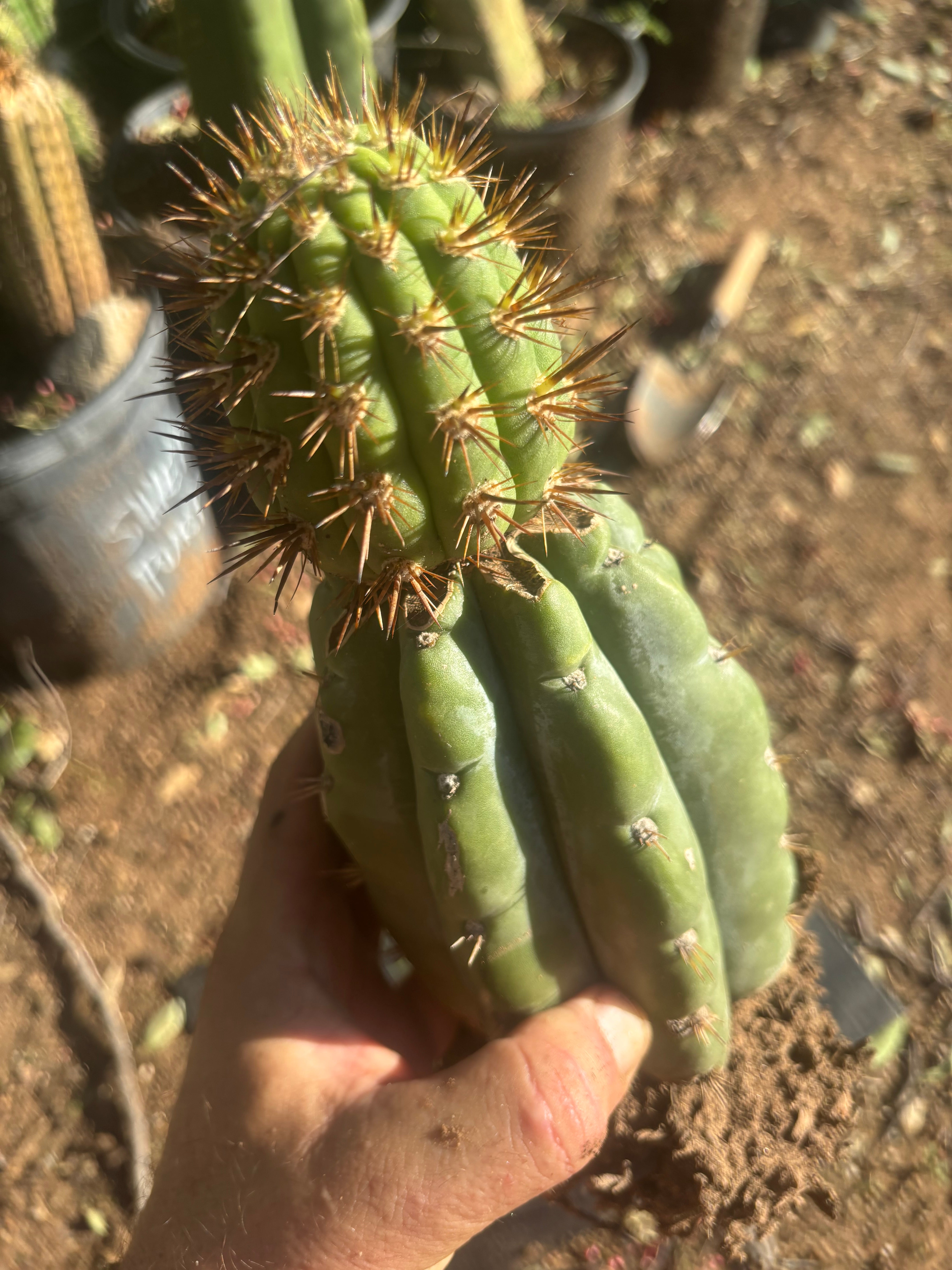 💎👑💎 T. Coquimbanus — Established Tip Graft on Rooted Shine01