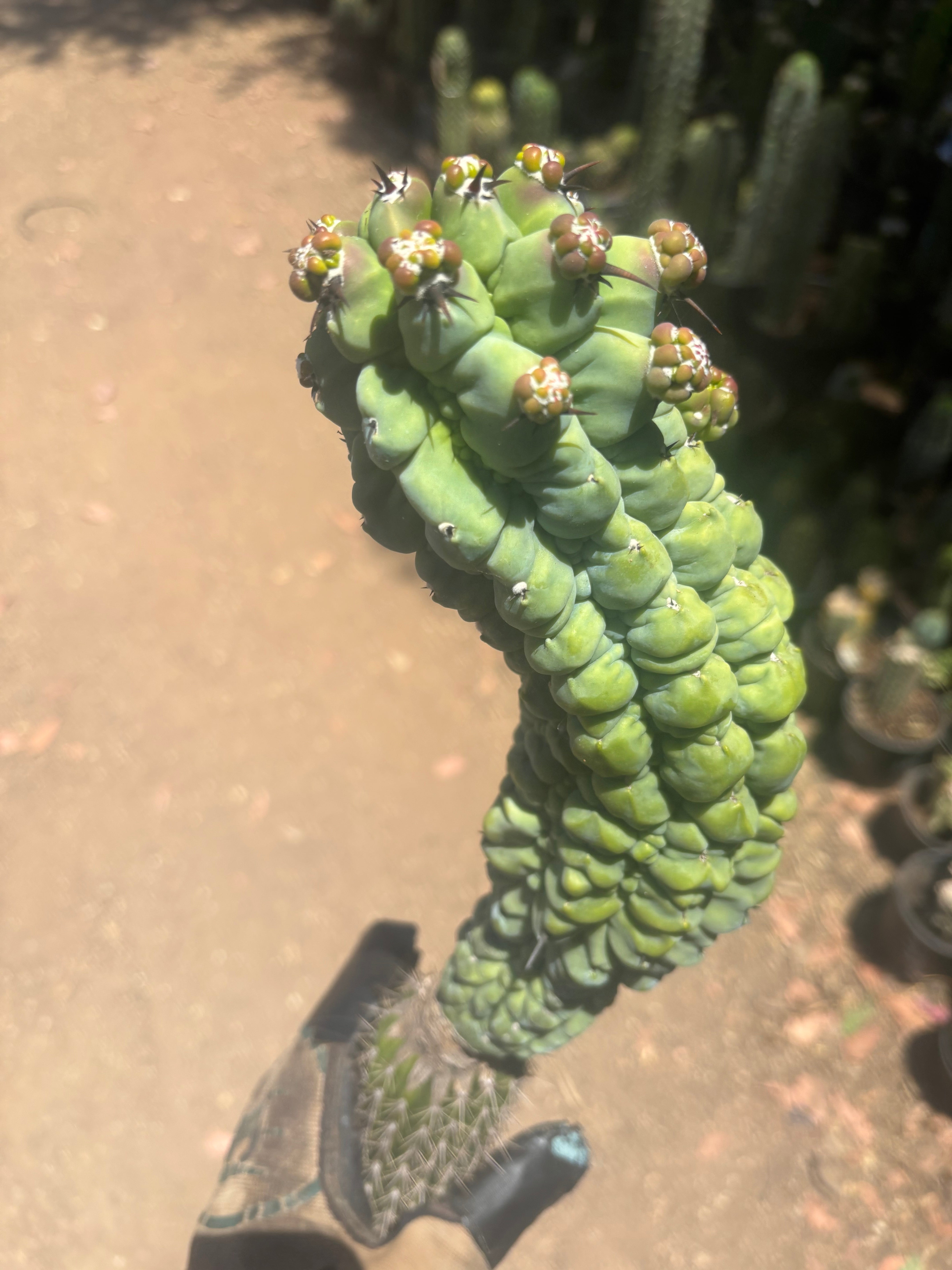 💎👑 Glorp —  XL Pupsploding Graft