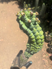 💎👑 Glorp —  XL Pupsploding Graft