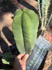👑🌶️ Zulk — XL FAT 12” Pup