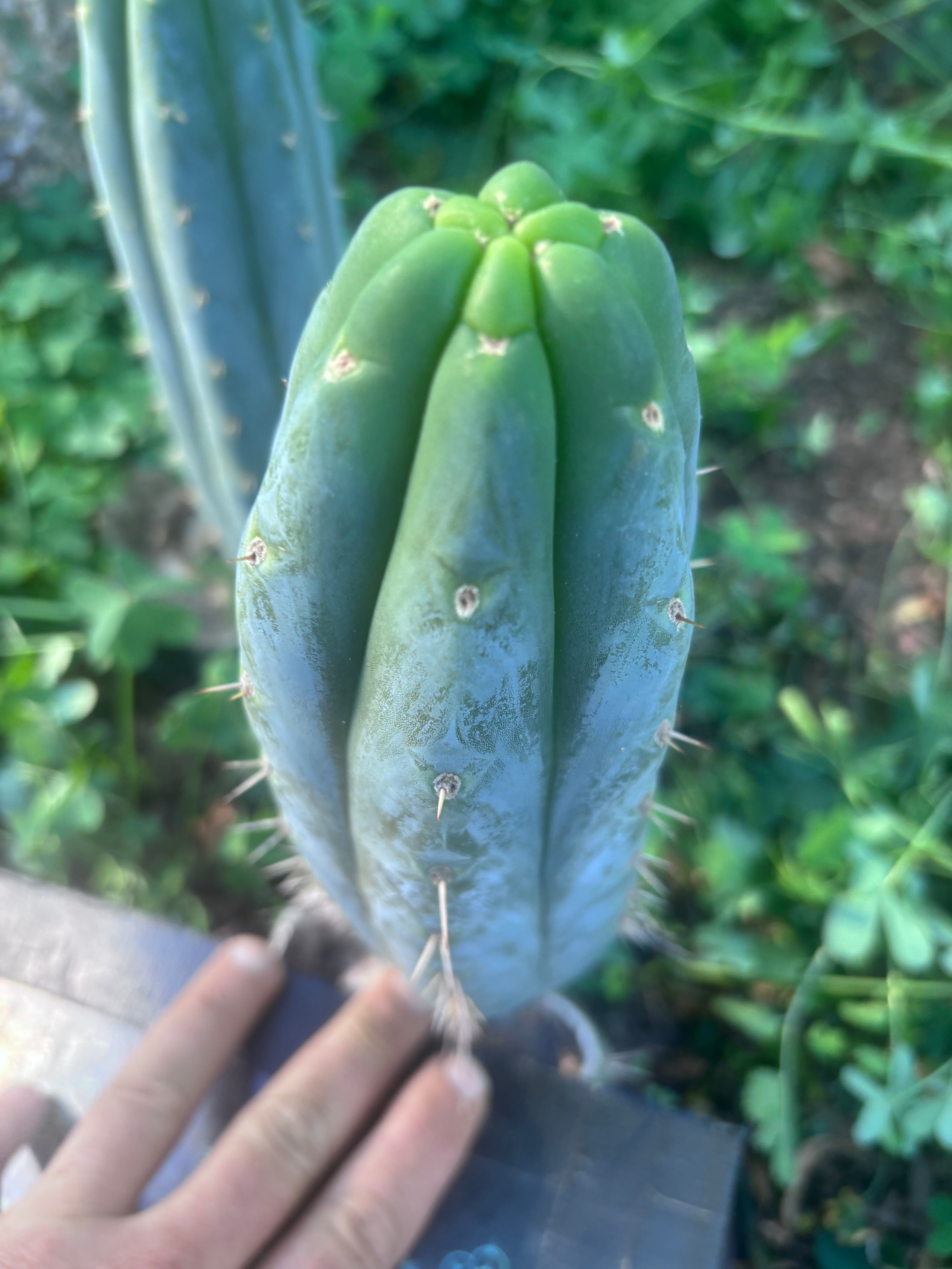 👑🌶️  Ashdod — 9” Pup