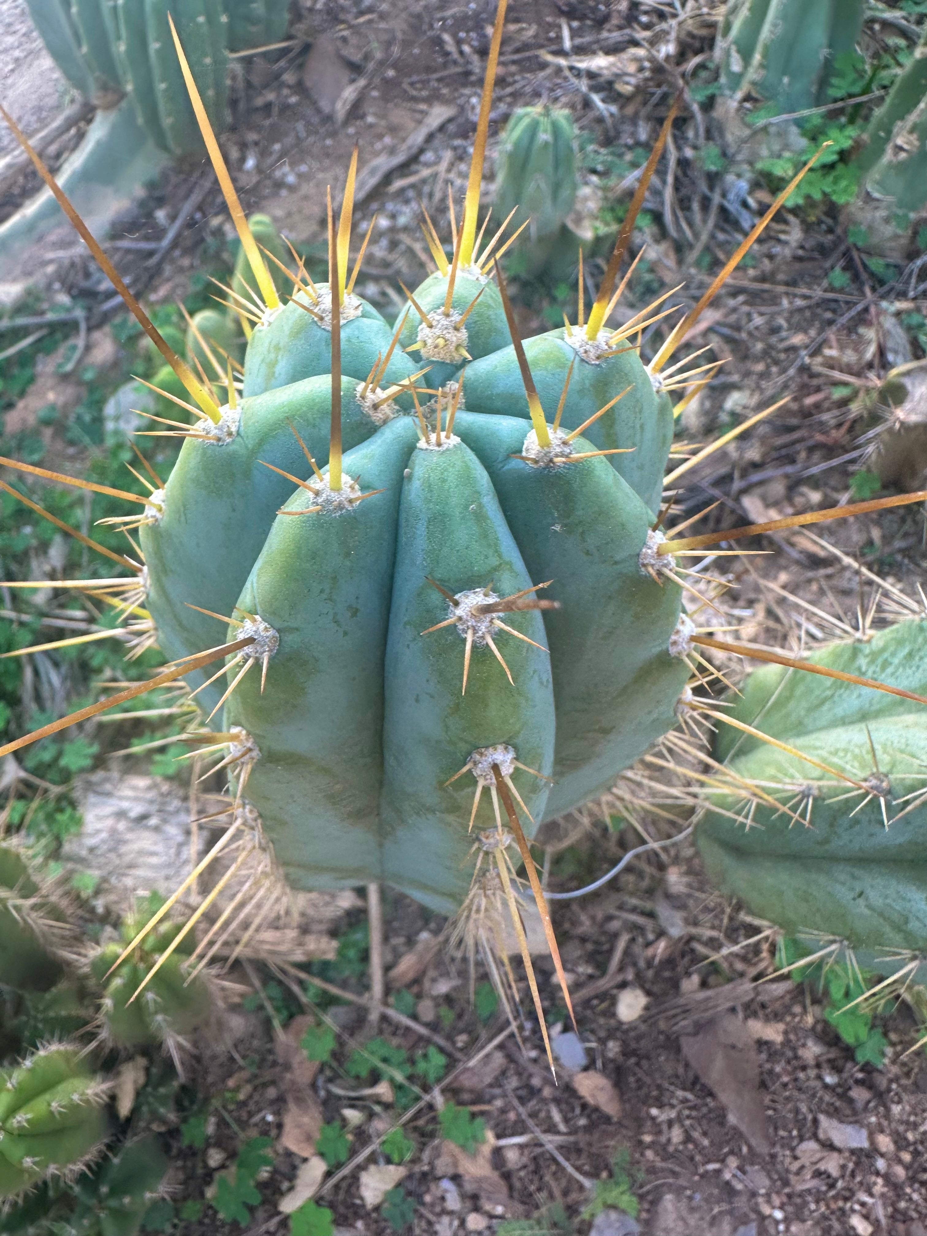 👑💎 Rimac — Fat 9” Pup