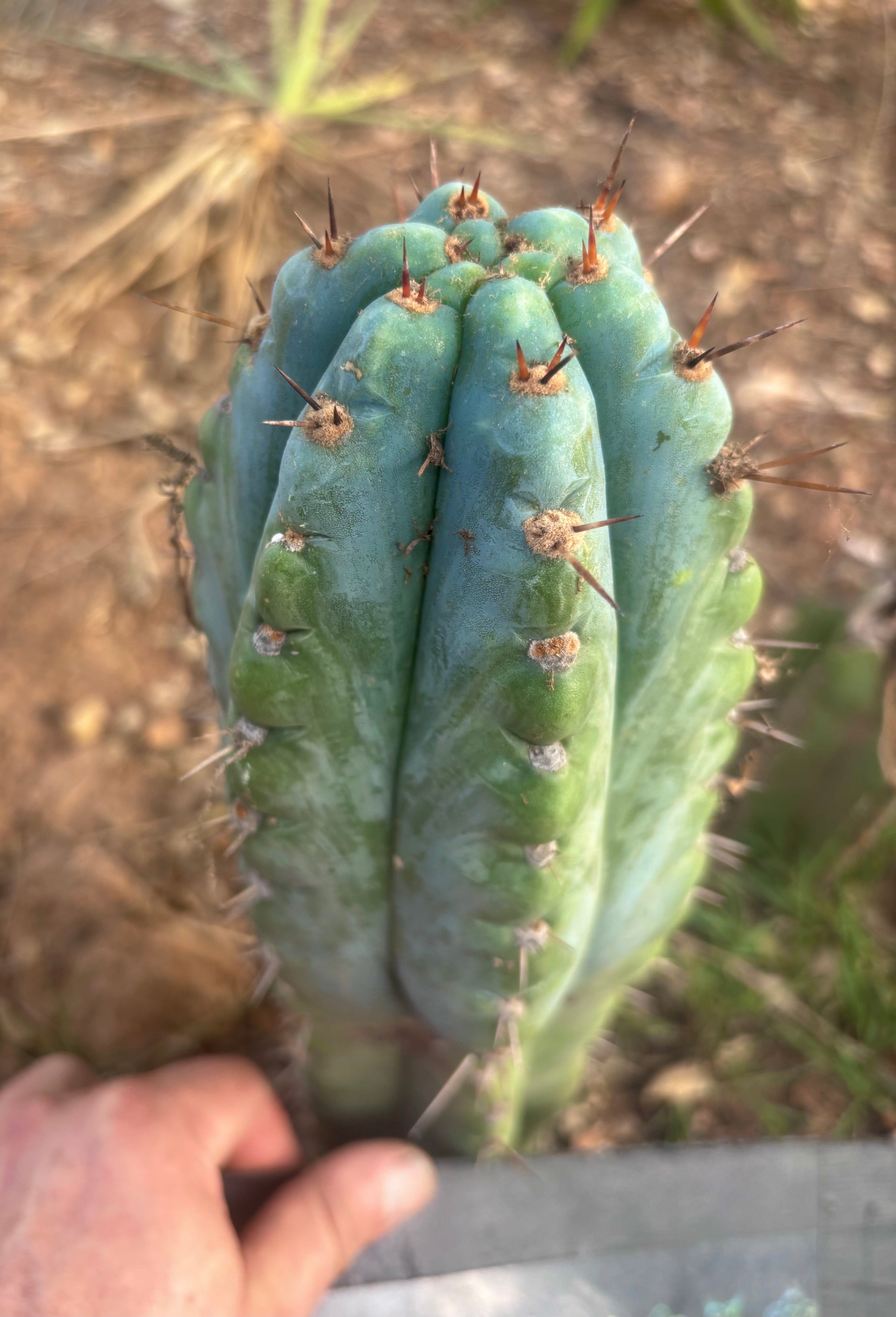 💎👑💎 Papa Smurf — Fat 10” Tip