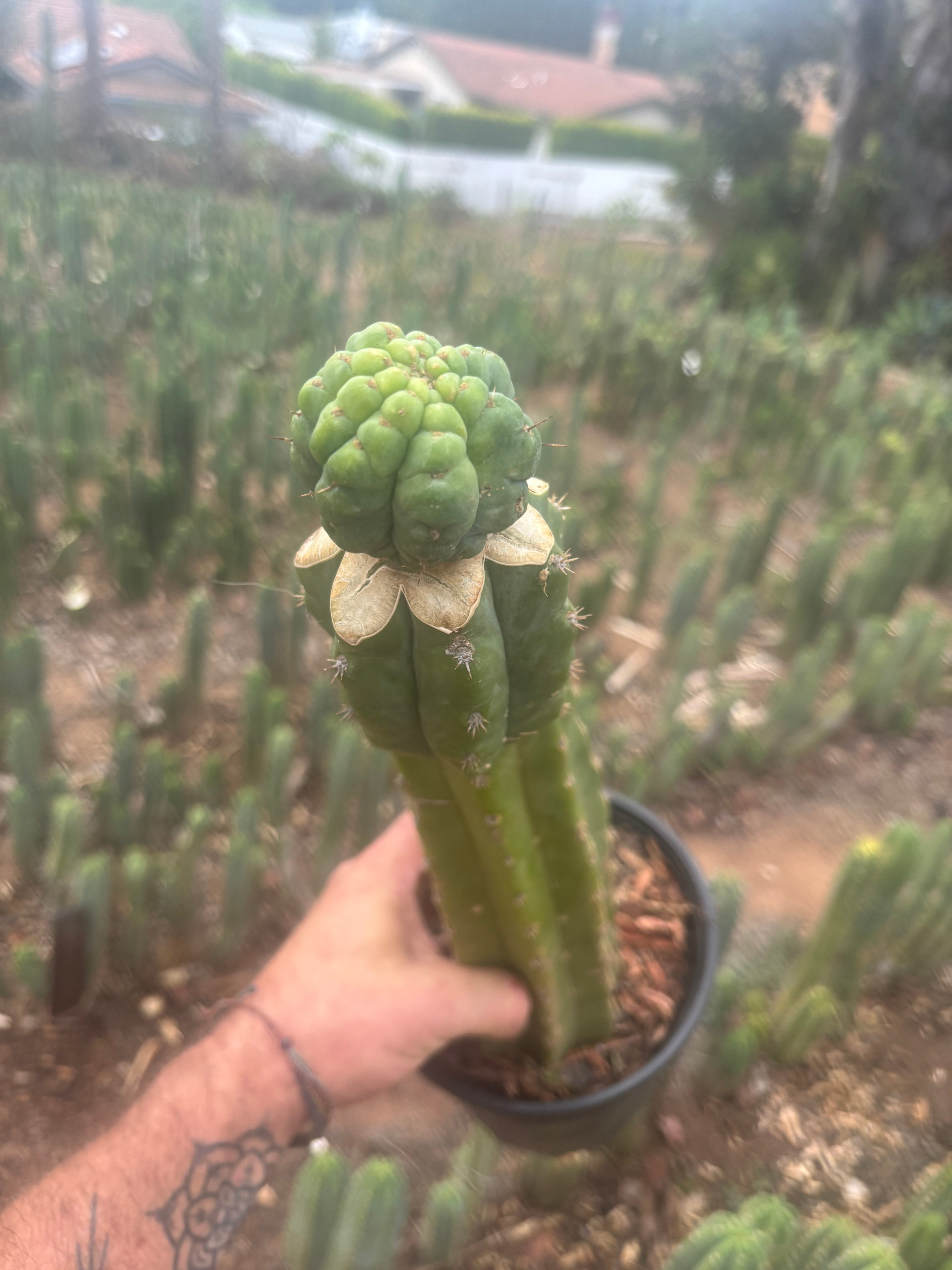 💎👑💎 Havran — XL Established Graft on Rooted 15” PC