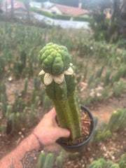 💎👑💎 Havran — XL Established Graft on Rooted 15” PC
