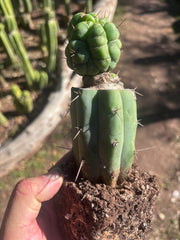 💎👑💎 Havran — Rooted Graft