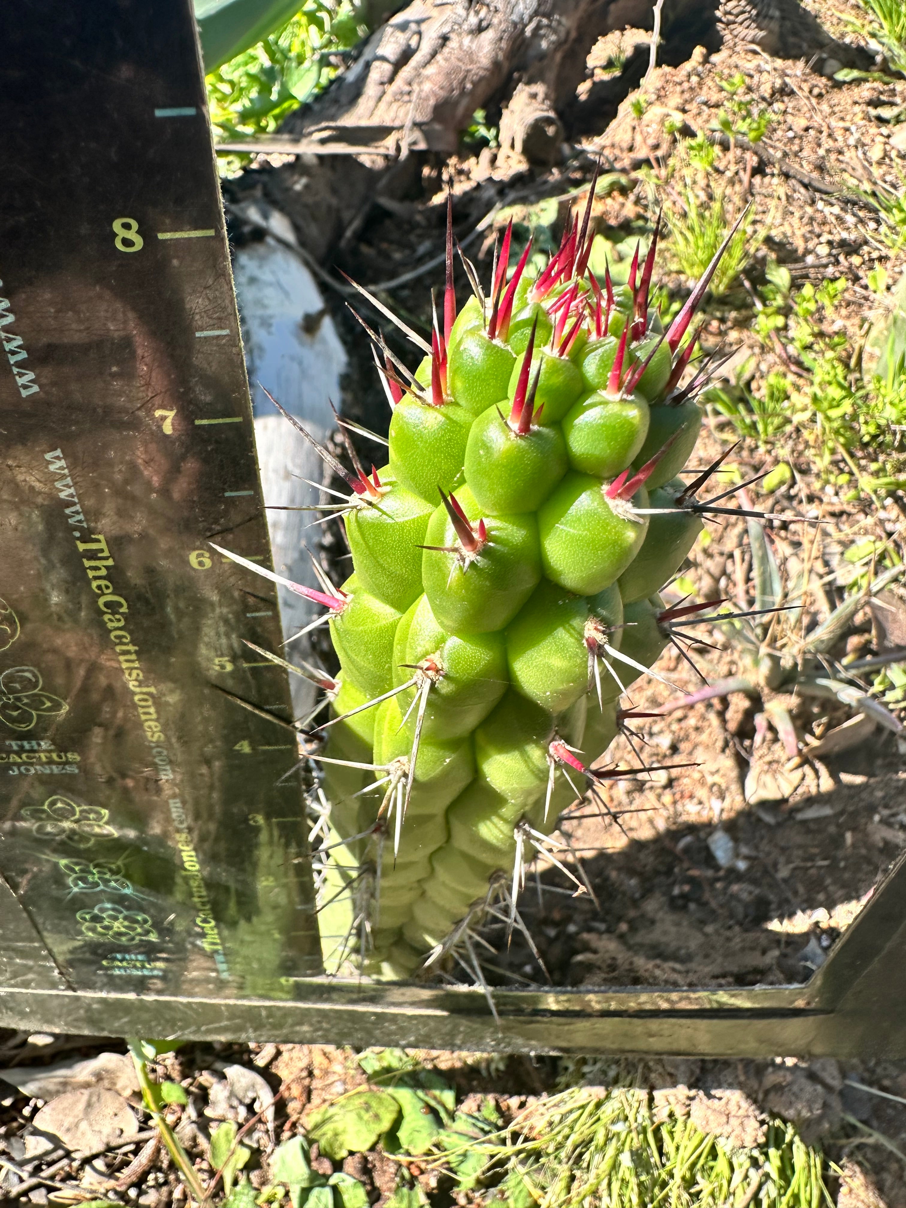 💎👑 Rauhocereus Riosaniensis — 8” Tip