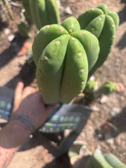 Heynes x Super Pedro — Chonky 13” Pup