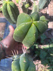 👑🌶️ Another Zulk Melon
