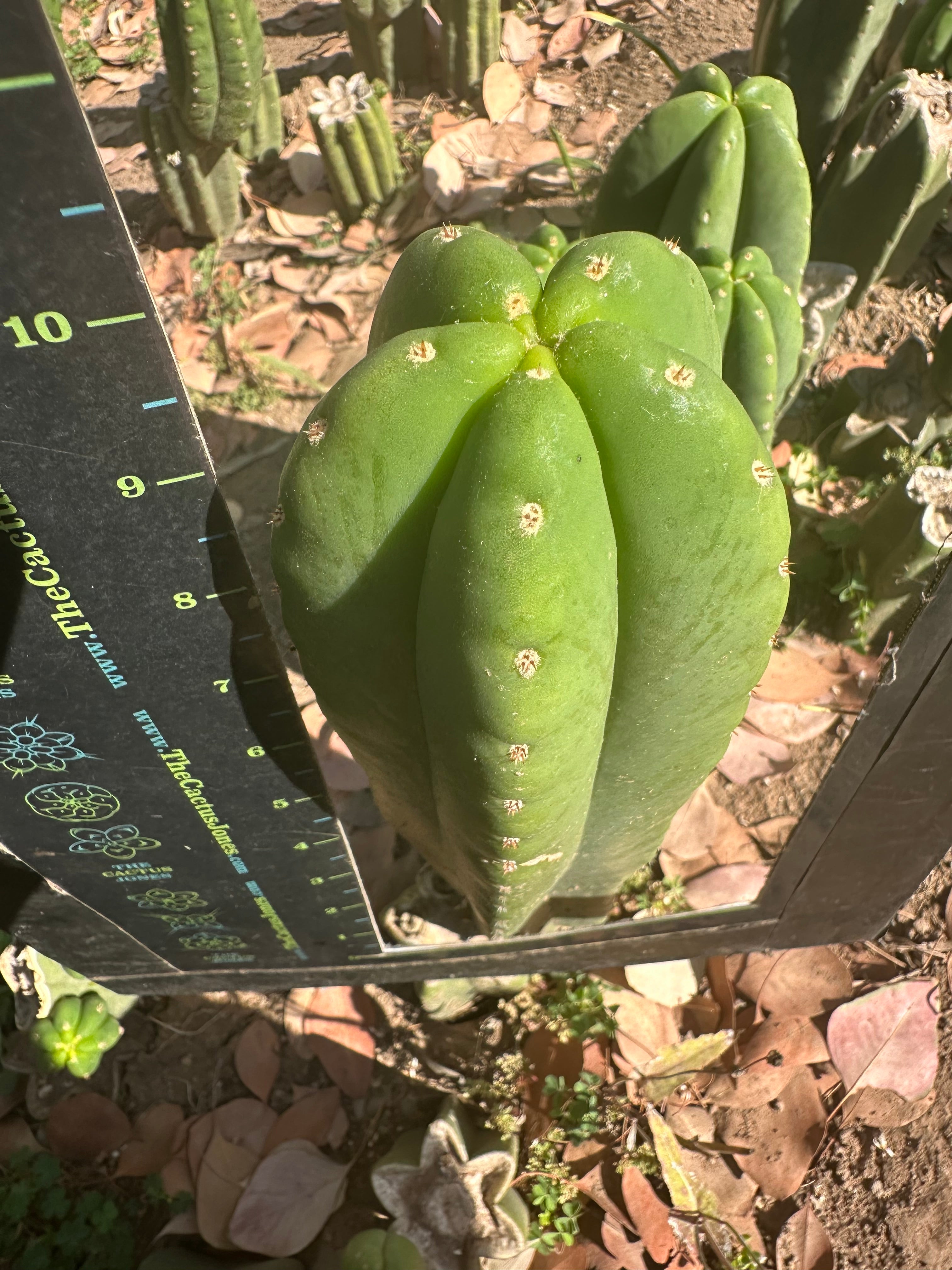👑🌶️  Scop A  — Fat 10” Pup