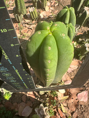 👑🌶️  Scop A  — Fat 10” Pup